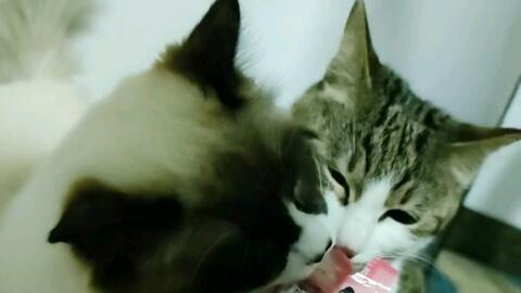 吃瓜的布狸,揭秘娱乐圈那些不为人知的幕后故事