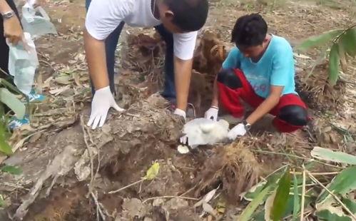 挖地刨坑吃烤瓜,挖坑刨瓜，探寻乡村烤瓜的秘密