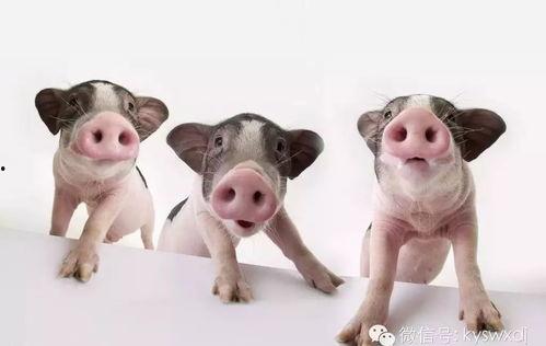 宠物趴窗户吃瓜,趴窗吃瓜，萌宠生活瞬间捕捉