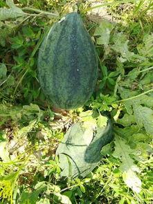 吃瓜动态心电图,揭秘吃瓜族的心电图动态