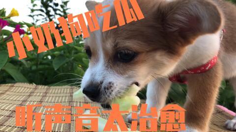 疫情吃瓜狗狗图片高清,狗狗吃瓜萌态大盘点