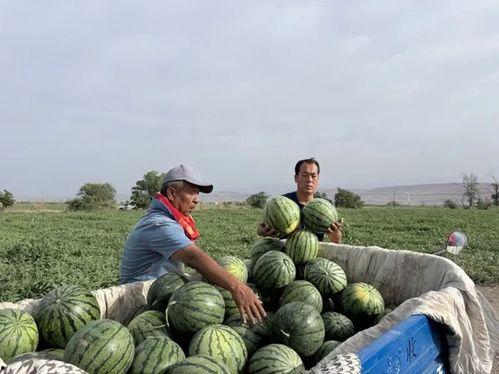号子会不会吃瓜,揭秘号子文化中的美食奥秘