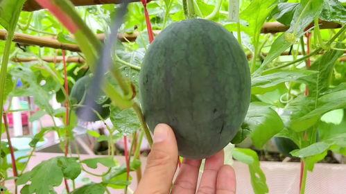 近日吃瓜,吃瓜群众齐围观