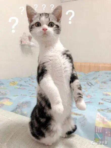 猫咪吃瓜的好处,健康美味两不误的天然零食选择