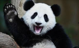 熊猫吃瓜图,展现生态和谐之美