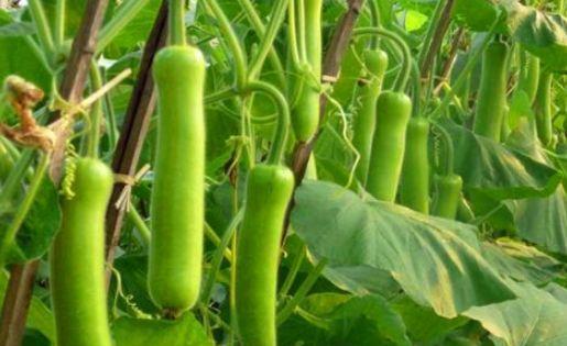 老瓠瓜咋吃,解锁家常美味新境界