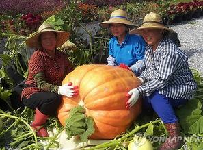 阿瓜达吃大瓜,畅享夏日大瓜盛宴