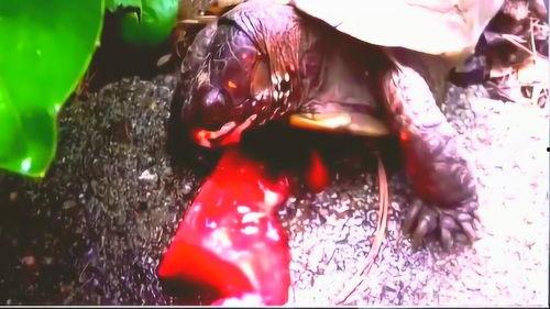 各类吃瓜视频合集,盘点那些让人笑到肚子疼的吃瓜视频合集